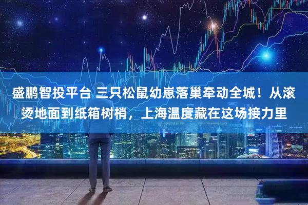 盛鹏智投平台 三只松鼠幼崽落巢牵动全城！从滚烫地面到纸箱树梢，上海温度藏在这场接力里