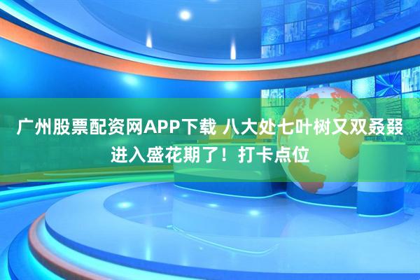 广州股票配资网APP下载 八大处七叶树又双叒叕进入盛花期了！打卡点位